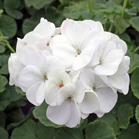 Sardunya Çiçeği Fidanı - Pelargonium - Beyaz Renk 10-20 Cm