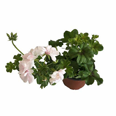 Sardunya Çiçeği Fidanı - Pelargonium - Beyaz Renk 10-20 Cm