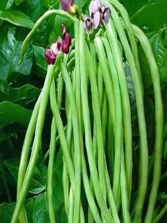 1001Naturel Börülce Tohumu 50 Gram Karnıkara Tohum