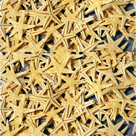 Naturel Deniz Yıldızı Minik Boy  1.5 Cm -3 Cm (100 Adet)  Natural