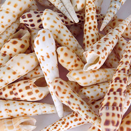 Terebra Areolata Kg Lık  Gerçek Deniz Kabuğu  1 KG