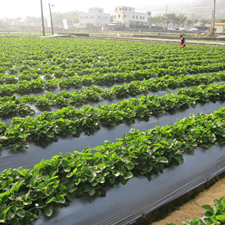 ÇİLEK MULCH NAYLONU 100 CM x 1000 METRE SİYAH TABAN ÖRTÜSÜ PİDOK ÇİLEK MULCH 30 MİCRON UV Lİ SEBZE NAYLONU