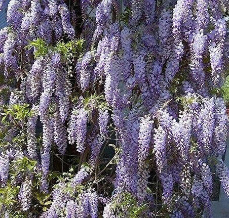 1-2 Yaş Arası Tüplü Mor Salkım (Wisteria sinensis) Fidanı - Zarif ve Kokulu Salkım Çiçekler