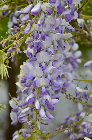 1-2 Yaş Arası Tüplü Mor Salkım (Wisteria sinensis) Fidanı - Zarif ve Kokulu Salkım Çiçekler