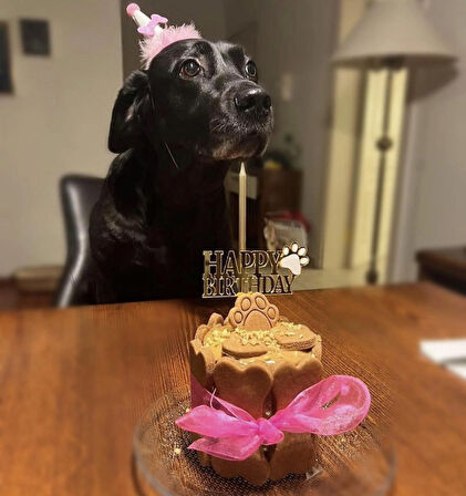 Köpekler Için Doğum Günü Parti Seti (pembe) - Doğum Günü Pastası, Tasarım Pleksi, Doğum Günü Şapkası