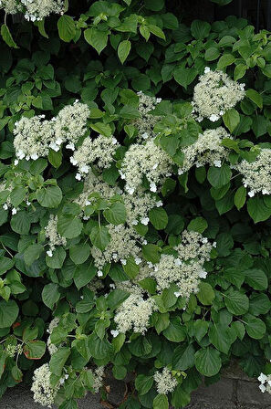 2 Yaşında Tüplü Sarmaşık Ortanca Gülü (Hydrangea petiolaris) - Bahçeniz İçin Zarif ve Göz Alıcı Çiçekler