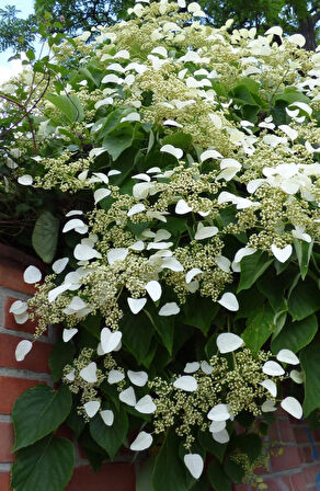 2 Yaşında Tüplü Sarmaşık Ortanca Gülü (Hydrangea petiolaris) - Bahçeniz İçin Zarif ve Göz Alıcı Çiçekler