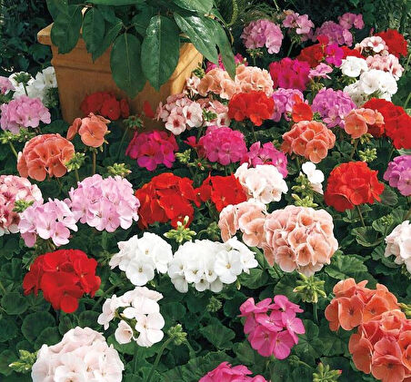 1 Adet Ceylan Gözü Fidanı 10-20 cm +1 Adet Sardunya Çiçeği