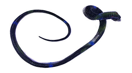 Siyah Renk Gerçekçi Kobra Model Silikon Yumuşak Yılan 80 cm  GO50604808410