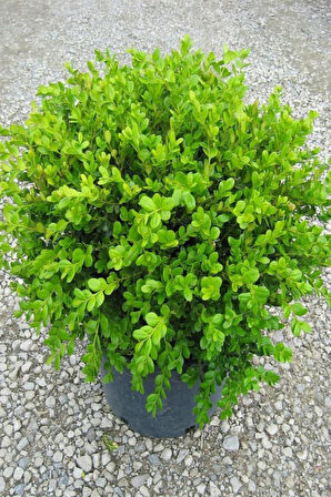 Şimşir Fidanı 20-40 cm( Buxus Japonica Rococo )