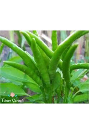 10 Adet Tohum Süs Biberi Tohumu Yeşil Cin Biber Tohumu Saksı Toprak Sürpriz Hediye Tohum