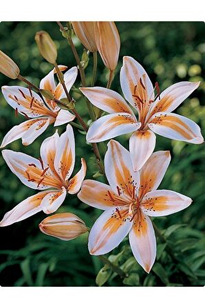 Soft Turuncu-beyaz Zambak Çiçeği Soğanı 3 Adet