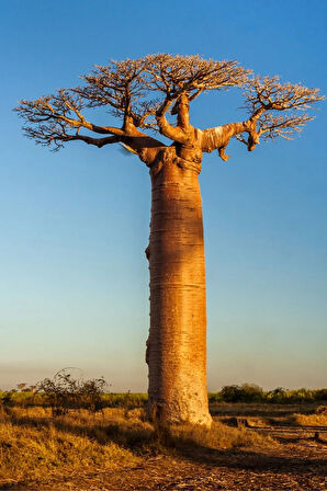 Baobab Yağı 20ml - %100 Saf Soğuk Sıkım Baobab Yağı