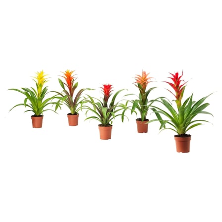 GUZMANIA yeşil 12 cm canlı bitki