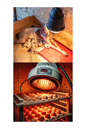 250W Kızılötesi (infrared) Isıtıcılı Hayvan Isıtma ve Kuluçka Lambası (Kırmızı Işık) E27 (Kalın Duy) (  )
