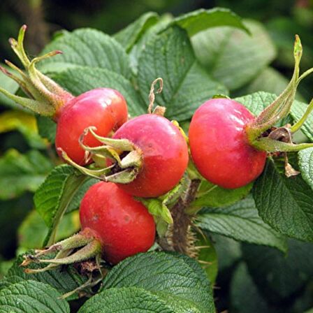 10 Adet Kuşburnu Fidanı Paketi (Rosa Rugosa)