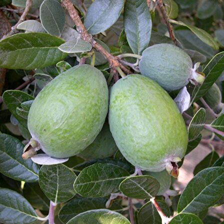 10 Adet Feijoa Fidanı Paketi (Bahçe Kurulumuna Özel)