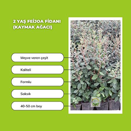 10 Adet Feijoa Fidanı Paketi (Bahçe Kurulumuna Özel)