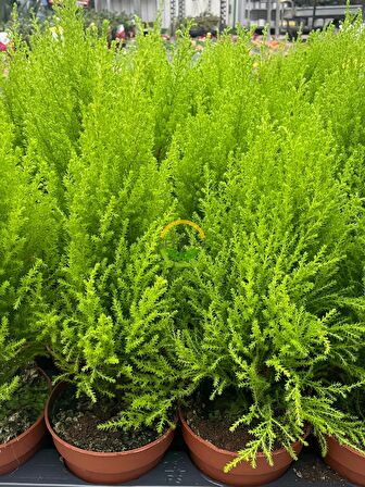 10 Adet Limoni Servi Paketi - Cupressus macrocarpa 'Wilma Goldcrest' 30-50cm