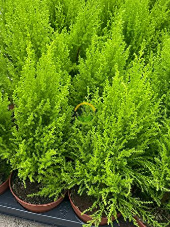 10 Adet Limoni Servi Paketi - Cupressus macrocarpa 'Wilma Goldcrest' 30-50cm