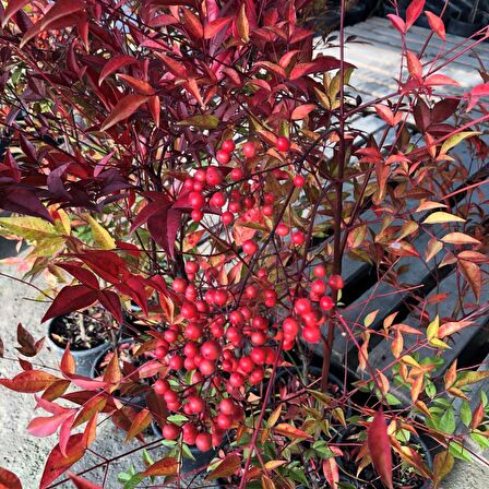 10 Adet Cennet Bambusu Bitkisi Nandina Domestica 60-80 Cm