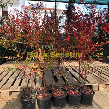 10 Adet Cennet Bambusu Bitkisi Nandina Domestica 60-80 Cm