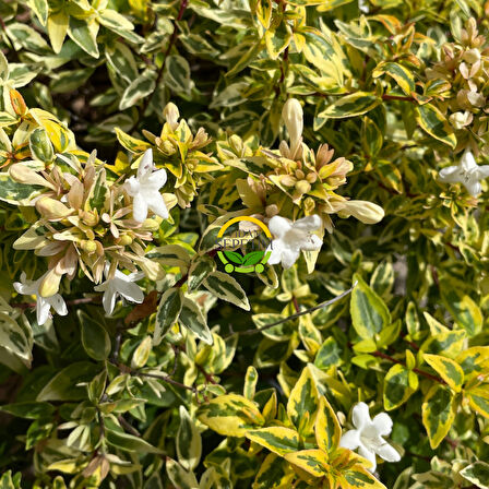 10 adet Sarı Alacalı Güzellik Çalısı 'Abelia Grandiflora Kaleidoscope'