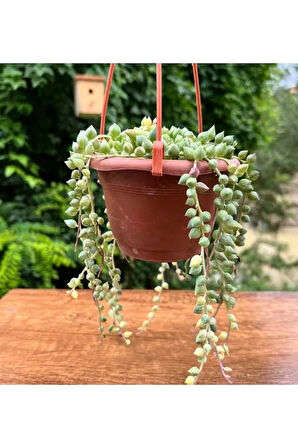 Tesbih Çiçeği - Senecio Rowleyanus