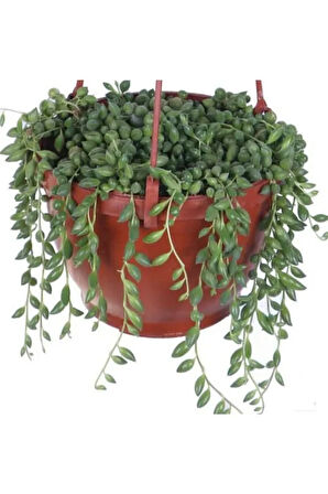 Tesbih Çiçeği - Senecio Rowleyanus