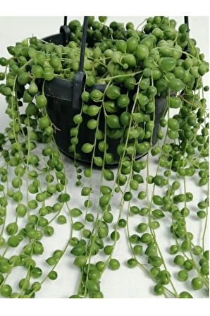 Tesbih Çiçeği - Senecio Rowleyanus