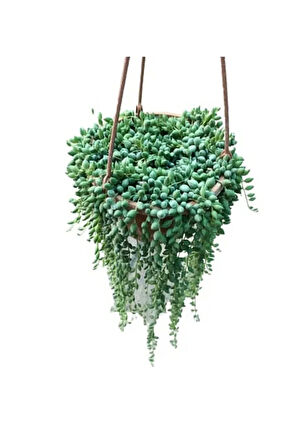 Tesbih Çiçeği - Senecio Rowleyanus