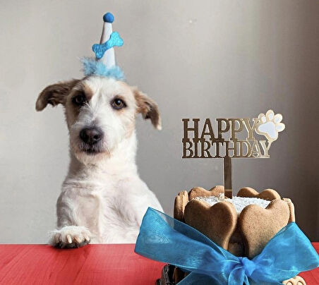 Köpekler Için Doğum Günü Parti Seti (mavi) - Doğum Günü Pastası, Tasarım Pleksi, Doğum Günü Şapkası