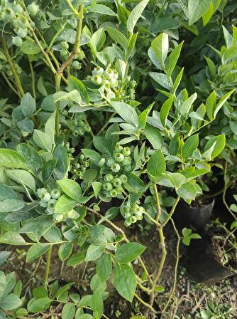 Yaban Mersini – Canlı Saksılı Meyve Veren Fidan 40-70cm (Blueberry / Bahçeye Uygun / Lezzetli Meyve)