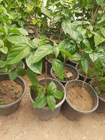 Kızılay Çiçeği Fidanı – Clerodendrum thomsoniae, Saksılı, İç ve Dış Mekan Uyumlu 30-40cm