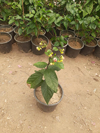Kızılay Çiçeği Fidanı – Clerodendrum thomsoniae, Saksılı, İç ve Dış Mekan Uyumlu 30-40cm