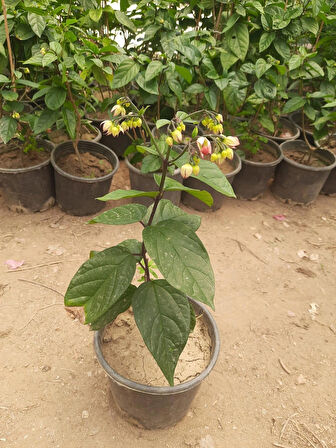 Kızılay Çiçeği Fidanı – Clerodendrum thomsoniae, Saksılı, İç ve Dış Mekan Uyumlu 30-40cm
