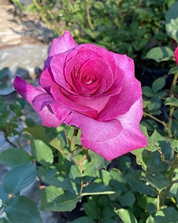 Yediveren Pembe Gül – Canlı Saksıda Gül Fidesi 40-60cm (Yaz Boyunca Çiçekli)