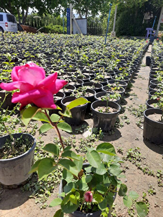 Yediveren Pembe Gül – Canlı Saksıda Gül Fidesi 40-60cm (Yaz Boyunca Çiçekli)