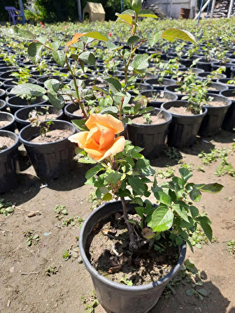 Yediveren Turuncu Gül – Canlı Saksıda Gül Fidesi 40-60cm (Bahçeye Uygun)