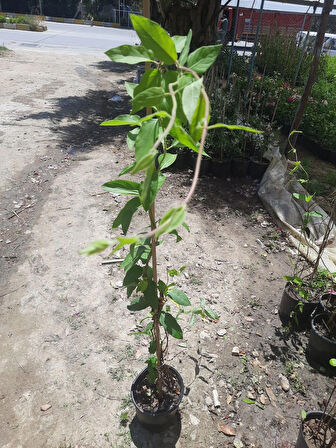 Hanımeli Sarmaşık – Canlı Saksıda Çiçekli Tırmanıcı Bitki 80-100cm (Mis Kokulu / Bahçeye Uygun)