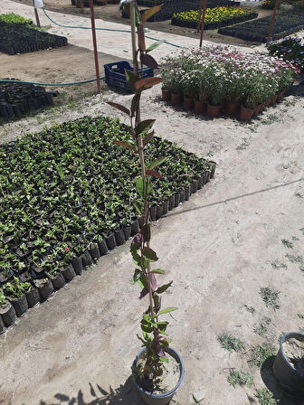 Kırmızı Hanımeli Sarmaşık – Canlı Saksılı Tırmanıcı Bitki 80-100cm (Çiçekli / Mis Kokulu)