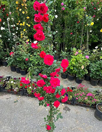 Sarmaşık Kırmızı Gül – Canlı Saksılı Tırmanıcı Gül Fidanı 50-90cm (Gösterişli / Bahçeye Uygun)