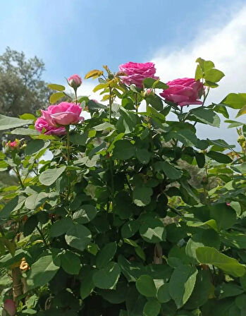 Sarmaşık Pembe Gül – Canlı Saksılı Tırmanıcı Gül Fidanı 50-90cm (Gösterişli / Bahçeye Uygun)
