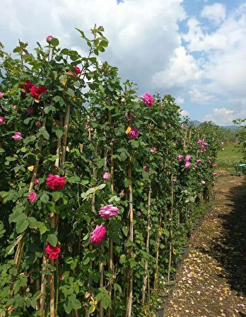 Sarmaşık Pembe Gül – Canlı Saksılı Tırmanıcı Gül Fidanı 50-90cm (Gösterişli / Bahçeye Uygun)
