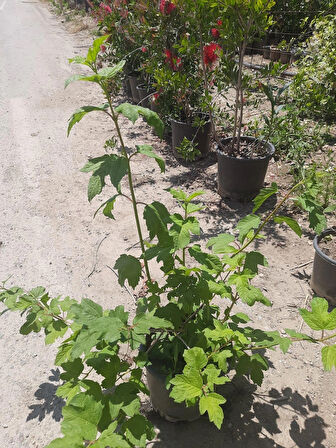 Çınar Kartopu – Canlı Saksılı Beyaz Çiçekli Çalı Bitkisi 50-75cm
