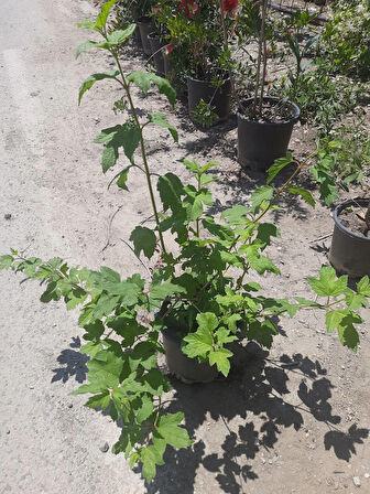 Çınar Kartopu – Canlı Saksılı Beyaz Çiçekli Çalı Bitkisi 50-75cm