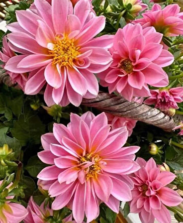 Pembe Dalya Çiçeği – Canlı Saksılı Katmerli Çiçekli Bitki (Bahçe ve Balkon İçin)