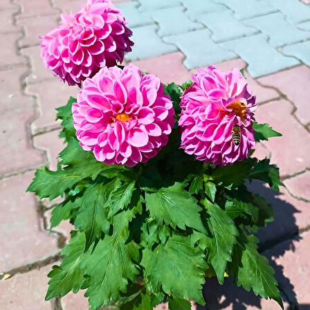 Pembe Dalya Çiçeği – Canlı Saksılı Katmerli Çiçekli Bitki (Bahçe ve Balkon İçin)