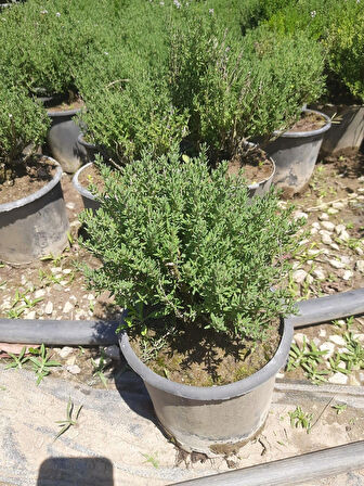 Kekik Bitkisi – Canlı Saksılı Aromatik Fide 10-20cm (Yenilebilir / Baharatlık / Balkon İçin Uygun)