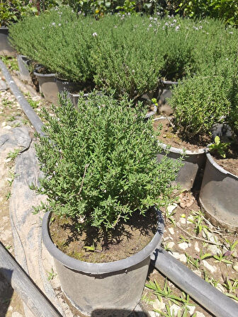 Kekik Bitkisi – Canlı Saksılı Aromatik Fide 10-20cm (Yenilebilir / Baharatlık / Balkon İçin Uygun)